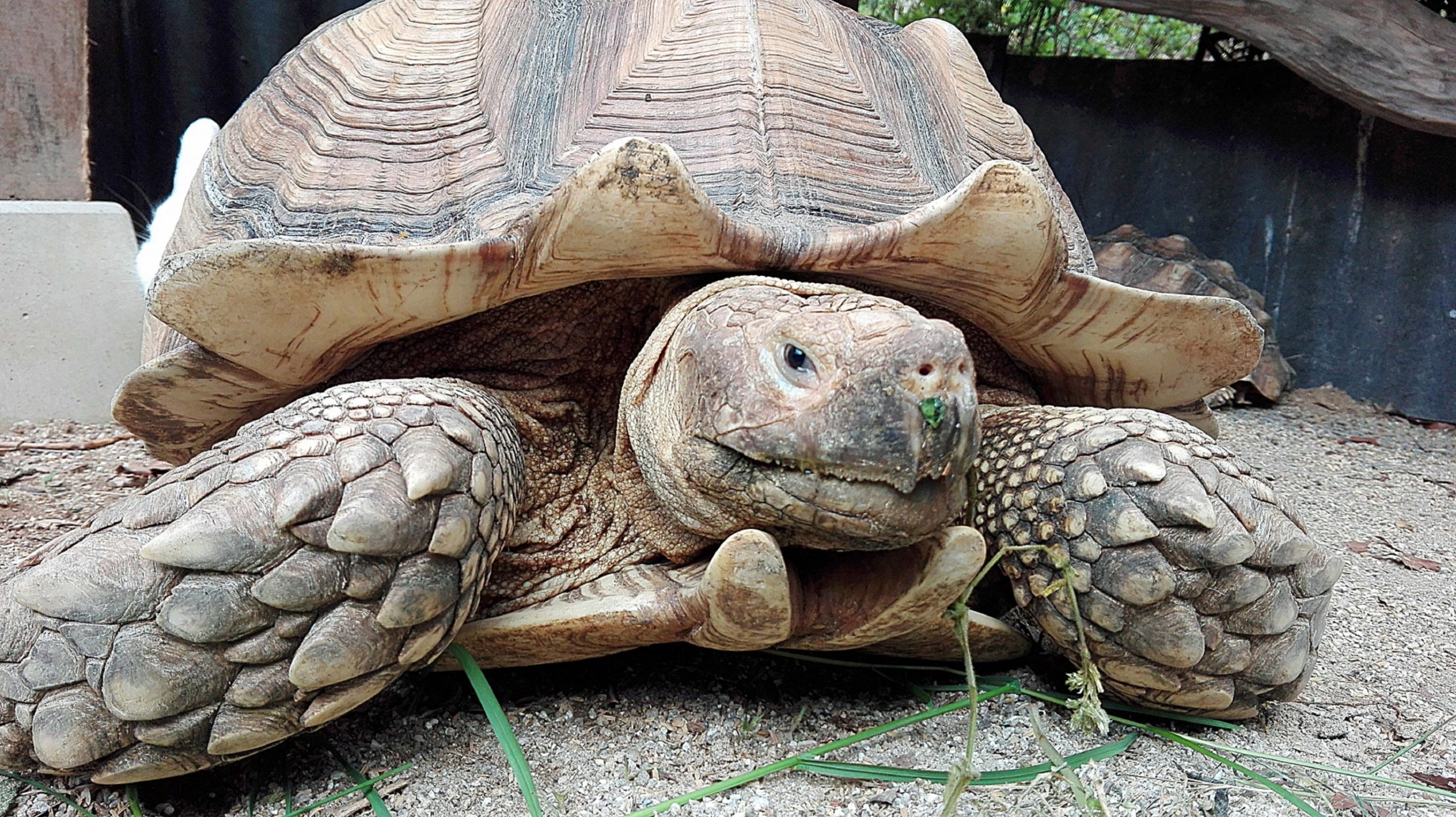ケツメリー様確認 たのしく