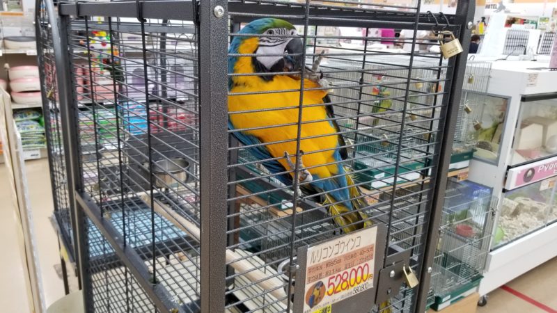 ジョイフル本田 ペットワールド宇都宮店 広い店舗に商品がいっぱい リクガメは猫