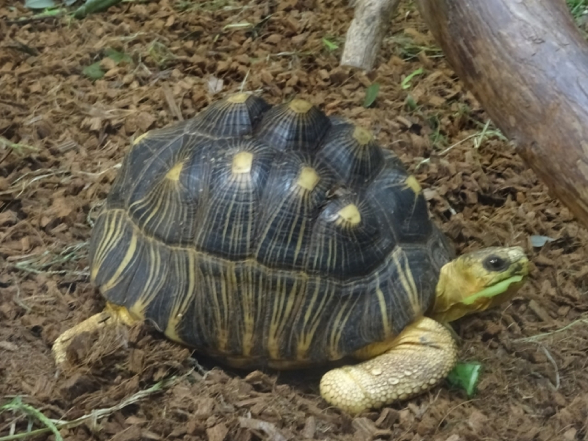 ホウシャガメ リクガメは猫