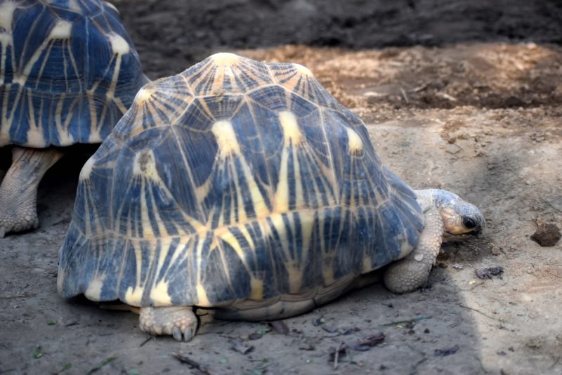 ホウシャガメ リクガメは猫