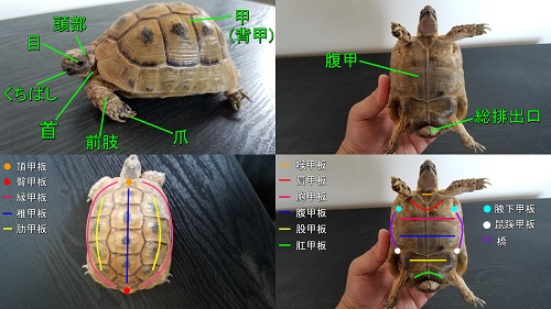 リクガメは猫 リクガメの体の名称 種類 飼育方法を掲載