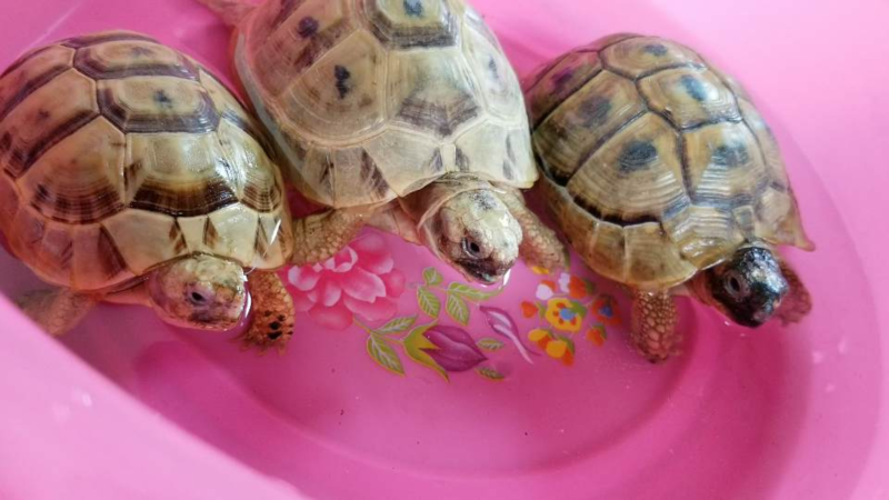 リクガメは猫 リクガメの体の名称・種類・飼育方法を掲載